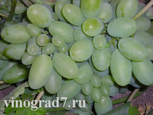 http://vinograd7.ru/pic/vinogradari/antipov/timur.jpg