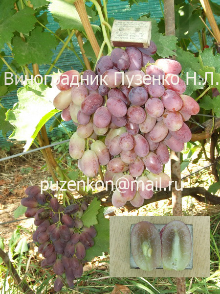 Виноград ирина описание сорта фото