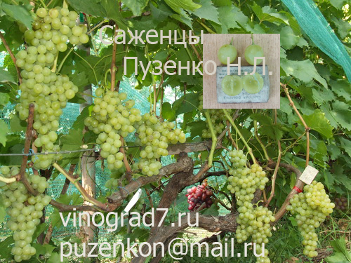 Виноград Пламя Фото