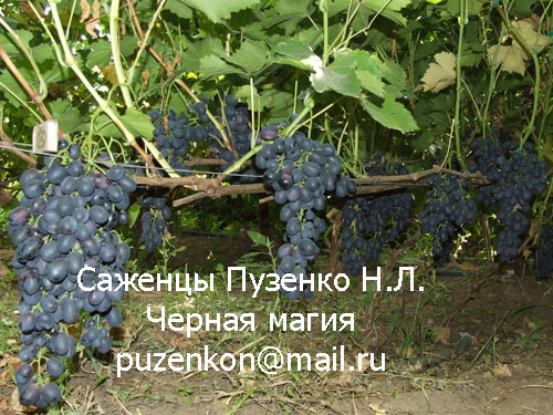 I sell vegetable seedlings, technical varieties of grapes. Bastardo. Yalta Seedl