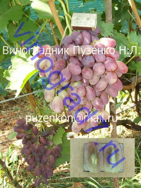 Виноград Переяславская Рада Фото Виноград Переяславская Рада Фото